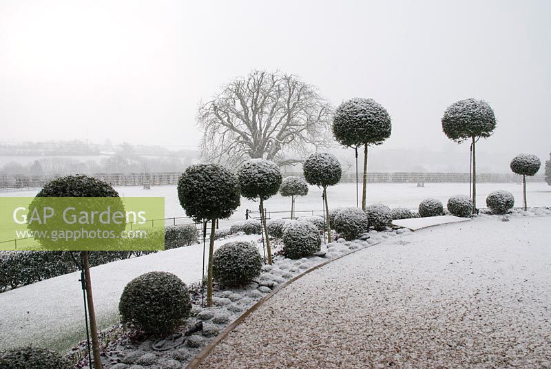 Ligustrum delavayanum balls covered in light snow