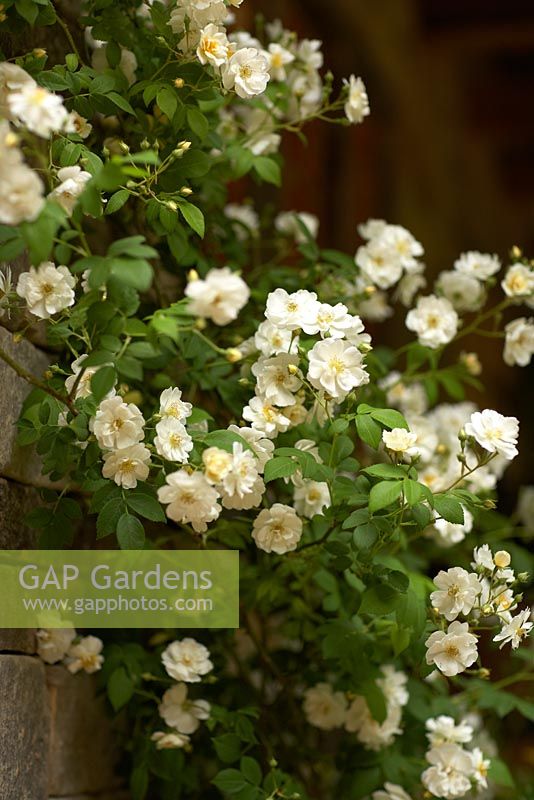Soft white rambling rose.  Brewers Yard by Welcome to Yorkshire.  RHS  Chelsea Flower Show 2015
