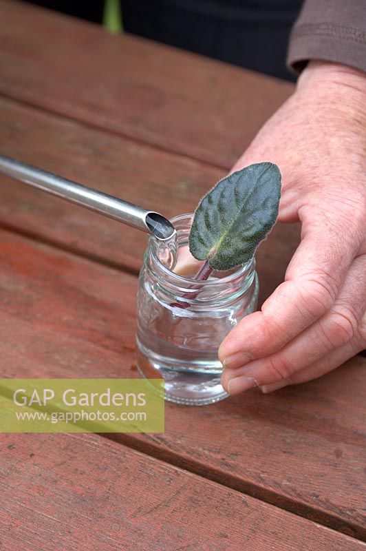 Taking Saintpaulia Cuttings - put the leaf in a jar and fill with water so that the base of the cutting is just covered by the water. Avoid gatting water on the leaf