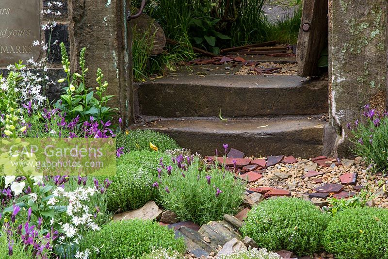 Detail of stone steps with broken tiles and ground cover planting, including Lavandula stoechas cvs - butterfly lavender, thyme, Digitalis purpurea f. albiflora - white foxgloves, rosemary and Lychnis flos-cuculi - white ragged robin. 