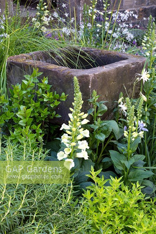 Detail of rustic stone pond with Digitalis purpurea f. albiflora - white foxgloves, rosemary and aquilegias. Lychnis flos-cuculi - White ragged robin in the background. Evaders Garden, RHS Chelsea Flower Show, 2015