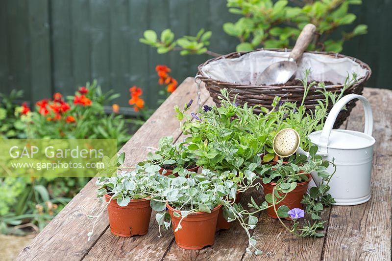 Plants and materials required for planting up a hanging basket. Featuring Convolvulus sabatius, Dichondra 'Silver Falls', Petunia 'Sky Blue' Fanfare series, Petunia 'Deep Blue' Fanfare series and Lobelia 'Hot Tiger'