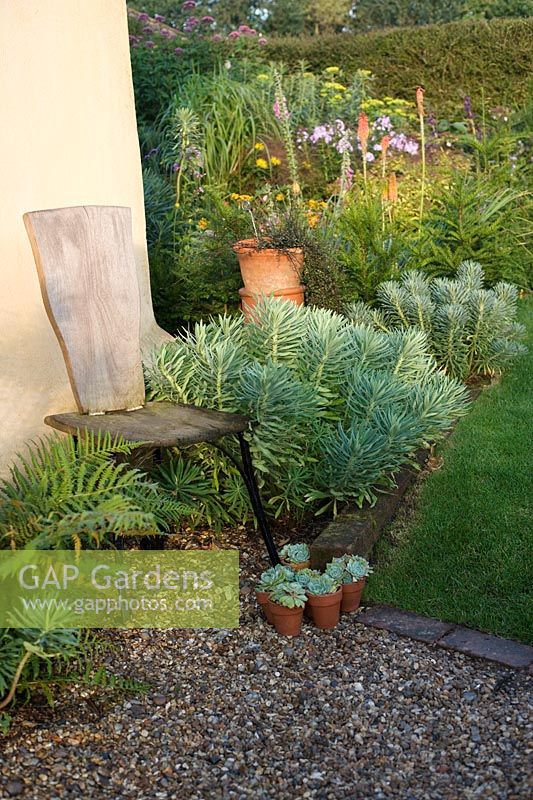 Chair by house wall. Euphorbia characias subsp. wulfenii, ferns and Echeveria in pots at foot of chair