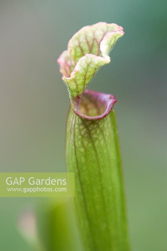 Sarracenia leucophylla AGM, pitcher plant. Detail of young vertical pitcher