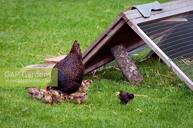 Hen and chicks with ark