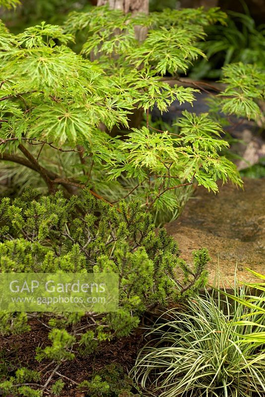 Acer Palmatum Dissectum, Carex 'Evergold'.  The Sculptor's Picnic Garden.  RHS Chelsea Flower Show 2015