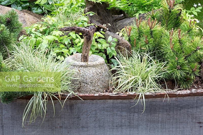 Detail of dwarf pine and variegated grass among pottery and wood sculpture and weathered wood. The Sculptor's Picnic Garden by Walker's Nurseries. RHS Chelsea Flower Show, 2015.