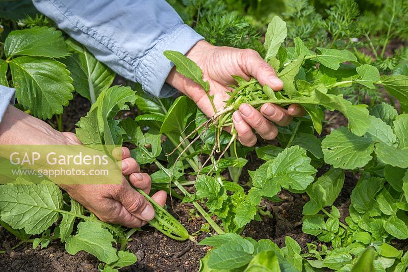 Thinning Radish 'Mooli Mino Early' to free up space and promote larger crops
