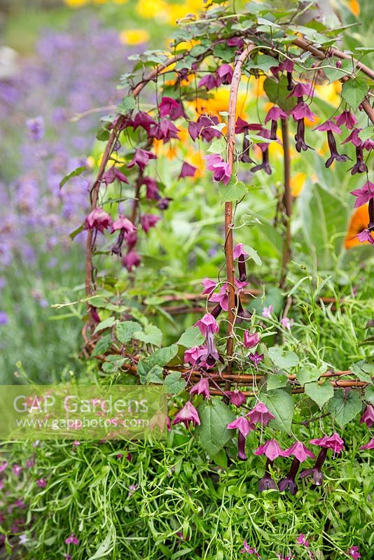 A quirky and naturalistic container featuring Rhodochiton atrosanguineus, Lobelia 'Trailing Red' and a woven willow frame
