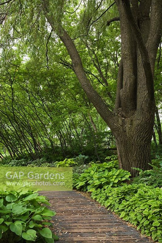 Wooden footpath bordered by Hosta plants and a large Salix - Weeping Willow tree in public garden in late spring, Centre de la Nature public garden, Saint-Vincent-de-Paul, Laval, Quebec, Canada