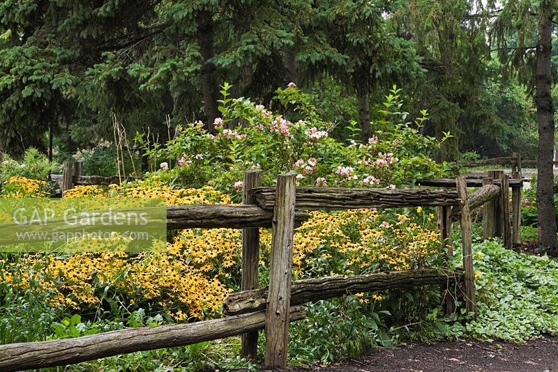 Old wooden rustic fence and golden yellow Rudbeckia 'Black-Eyed Susan' and green ground covering Lamium in border in public garden in summer, Centre de la Nature public garden, Saint-Vincent-de-Paul, Laval, Quebec, Canada