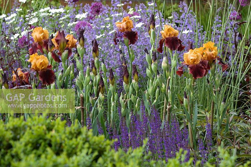 Telegraph Garden, des. Tom Stuart-Smith. Irises with Salvia, Nepeta racemosa 'Walker's Low'