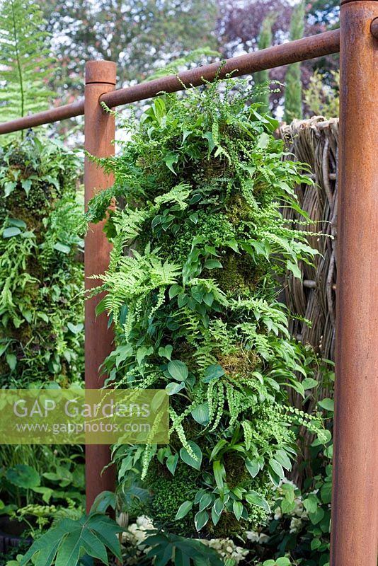 Hanging tube of ferns. Natural Elements - The Green Room