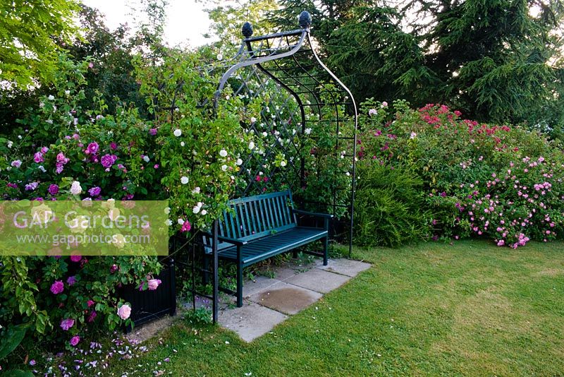 Bench under iron arbour surrounded by roses. Inc. Rosa 'Felicite Perpetue' on arbour