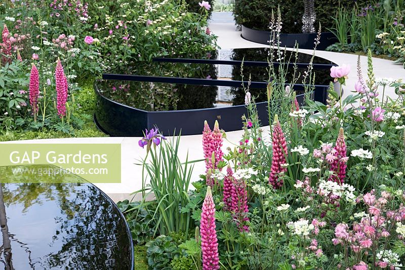 Soft pink planting of Lupinus, Aquilegia and Paeonia with Orlaya grandiflora surround black water pools - The Breakthrough Breast Cancer Garden, RHS Chelsea Flower Show 2015 