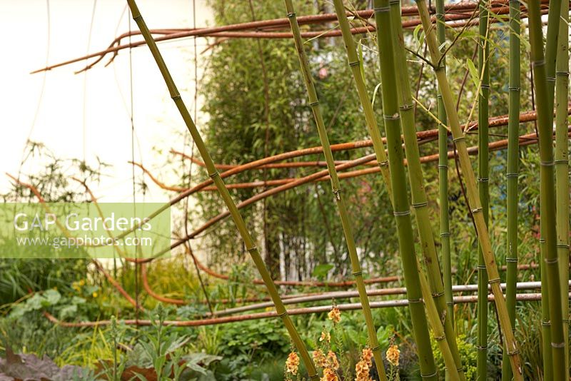 Planting includes bamboo and Verbascum 'Clementine'. Dark Matter Garden for the National Schools Observatory.  RHS Chelsea Flower Show 2015