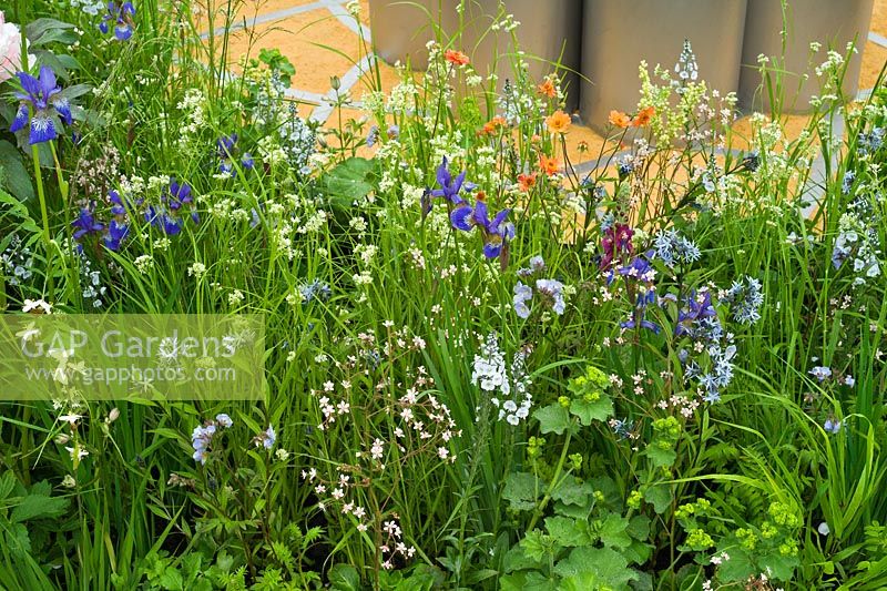 Thinking of Peace by Lace Landscapes. Planting combination of Iris sibirica 'Tropical Night' and 'Blue King', Veronica 'Pallida', Amsonia tabernaemontana, Luzula nivea. 