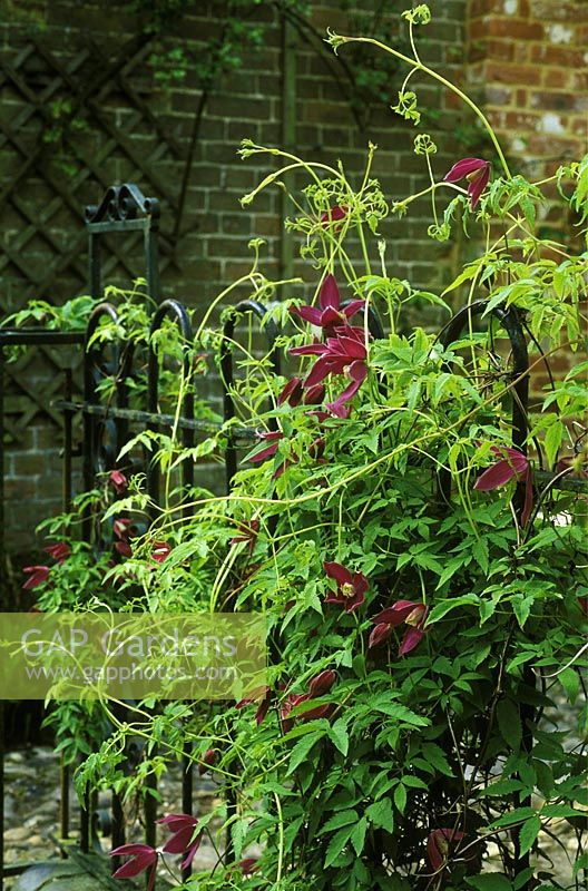 Clematis alpina 'Constance' scrambling up wrought iron railings in the courtyard