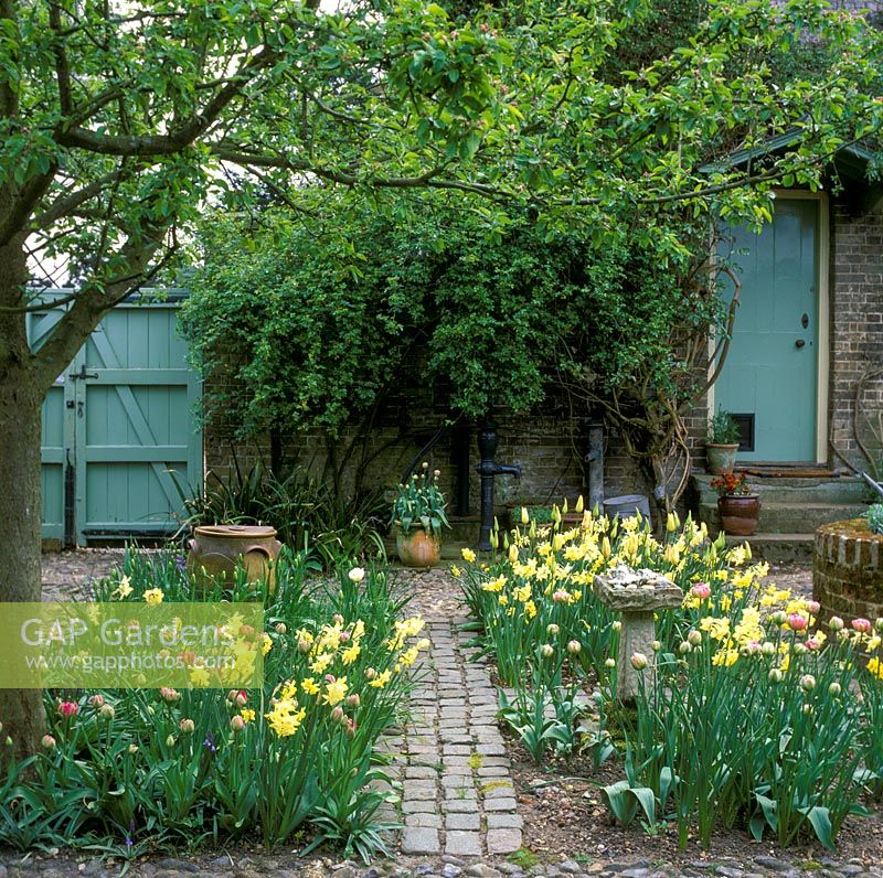 Courtyard garden: Narcissus 'Pipit' Div 7, jonquil, Tulipa 'Maywonder Div 11, peony-flowered and T. 'Eros'. Old Vicarage, Carbrooke, Norfolk