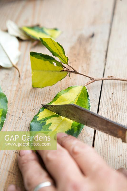 The remaining leaves on the Elaeagnus cuttings need to be cut in half. This reduces the energy the plant uses, which in turn allows the roots to develop