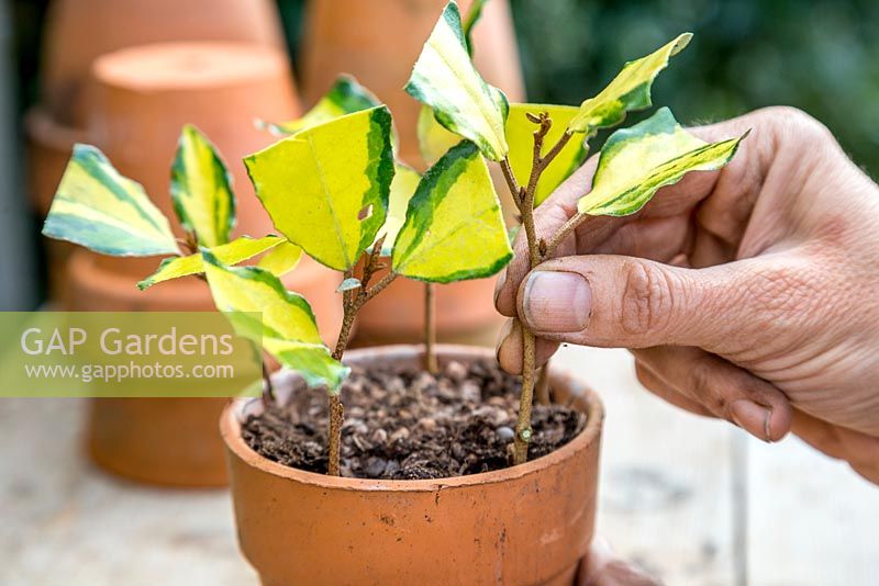 Place the semi-hardwood Elaeagnus cuttings in the pot. Space them evenly apart giving the cuttings room to grow