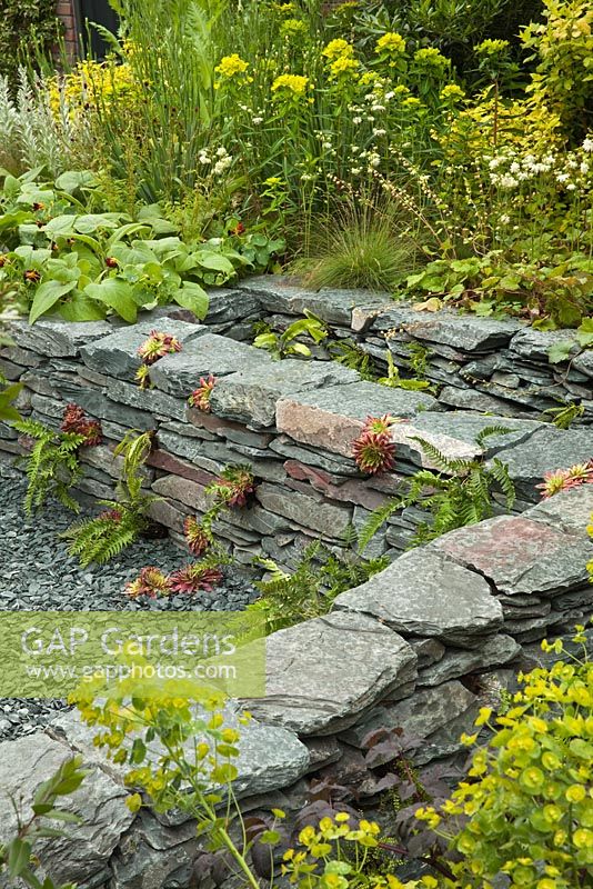 Sempervivum and Ferns growing in a drystone Cumbrian slate wall. The RHS Great Chelsea Challenge Garden. RHS Chelsea Flower Show, 2015