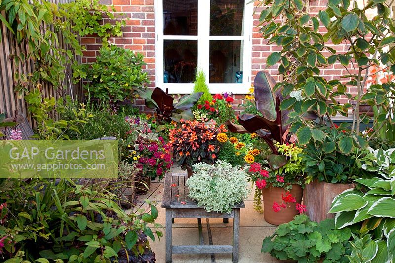 Wooden table holds pot of purple-leafed begonia and marigold with Silene uniflora 'Druett's Variegated' at front. Abyssinian bananas Ensete Ventricosum 'Maurelii' to either side. Climbers on fence: Clematis armandii, Vitis 'Brant' with bay tree - Laurus nobilis in corner. To right witch hazel - Hamamelis provides structure and winter flowers