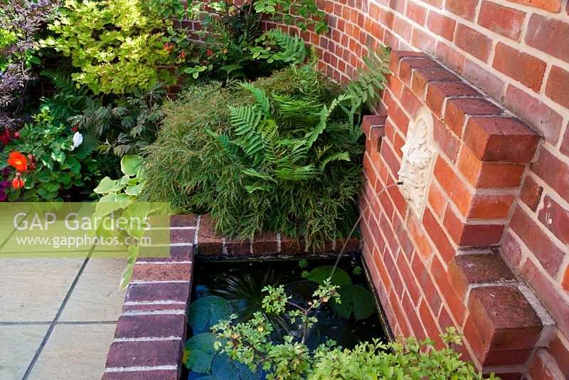 Side view of wall fountain and brick pond with water soldier - Stratiotes aloides and water lily. Acer dissectum cultivar behind with fern and variegated hosta, and bonsai hawthorn in foreground. In background Amelanchier, fuchsia, acers 
including purple-leaved Acer palmatum 'Bloodgood' and Clematis alpina cultivar. All plants in containers.