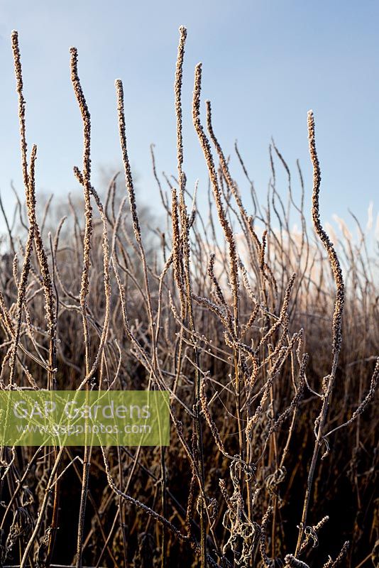 Persicaria amplexicaulis 'Firedance',  Frosted seedheads in winter sunrise