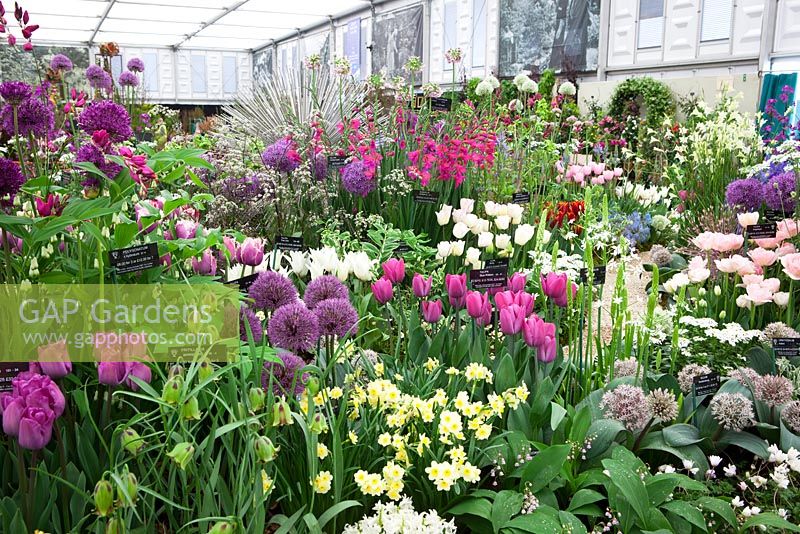 Avon Bulbs display in the Grand Marquee. Gold medal winner. RHS Chelsea Flower Show 2015