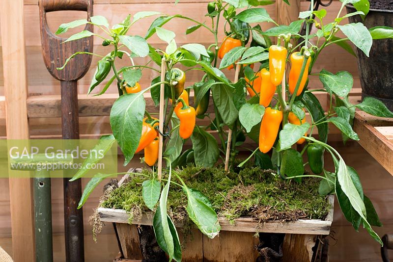 Chilli pepper growing in greenhouse planted in wooden container topped with moss, RHS Chelsea Flower Show 2015