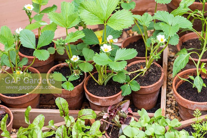 Young strawberry plants are hardened off in a cold frame. RHS Chelsea Flower Show 2015