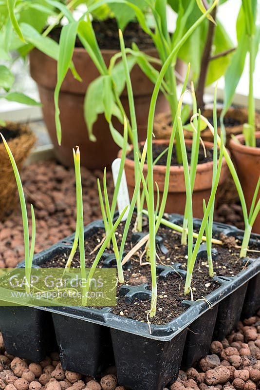 Leek seedlings in a black plastic seed tray. RHS Chelsea Flower Show 2015