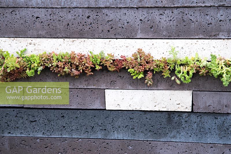 Layered slabs in different colours by Dutch company Schellevis with succulents planted between. RHS Chelsea Flower Show 2015