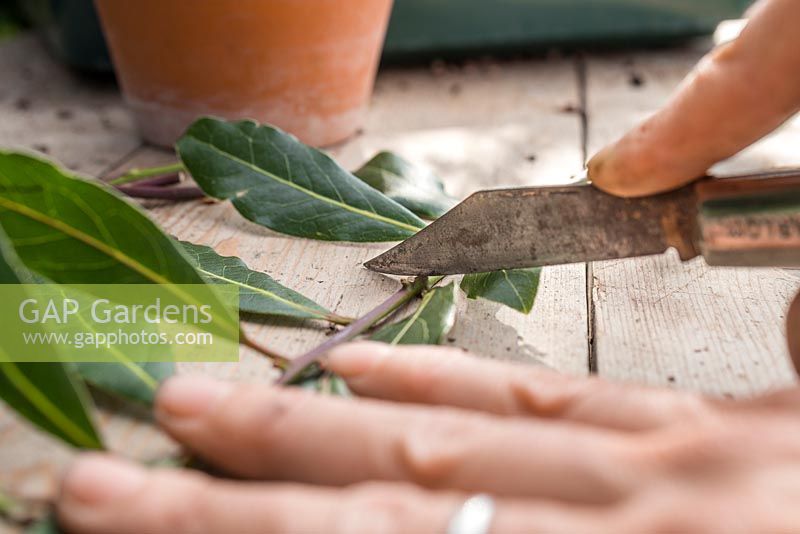 Remove one inch from the bottom section of the Laurel cuttings
