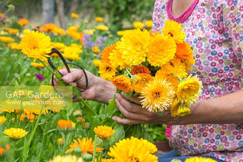 Woman picking Calendula officinalis 'Art Shades'