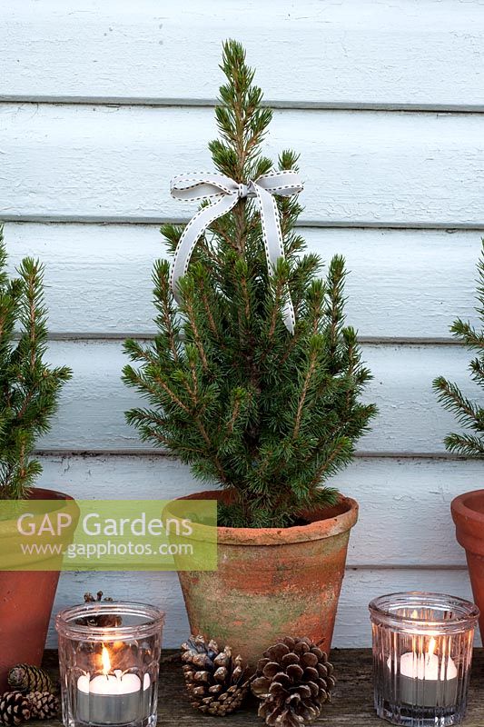 Small evergreen Christmas trees in pots decorated with ribbons, tealights and cones