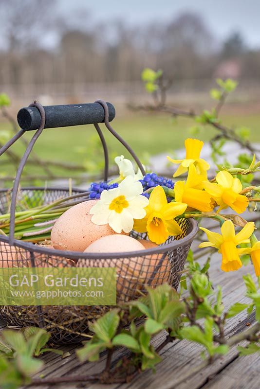 Floral display containing Daffodils, Primula, Muscari, Chicken eggs and fresh spring foliage