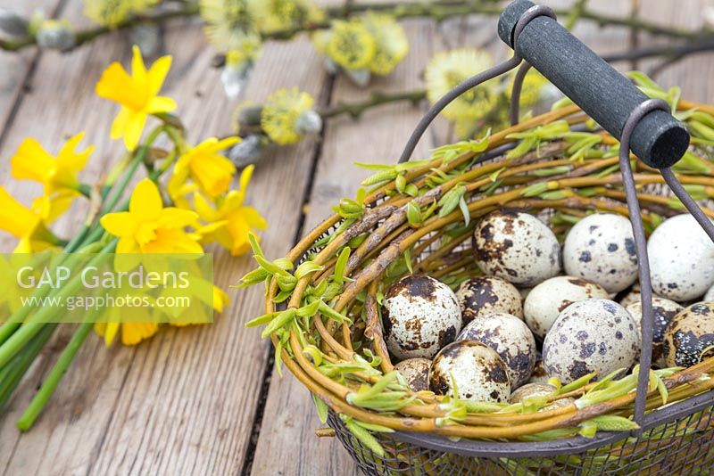 Floral display of Quail eggs in a wire basket entangled with Willow branches, accompanied by Daffodils