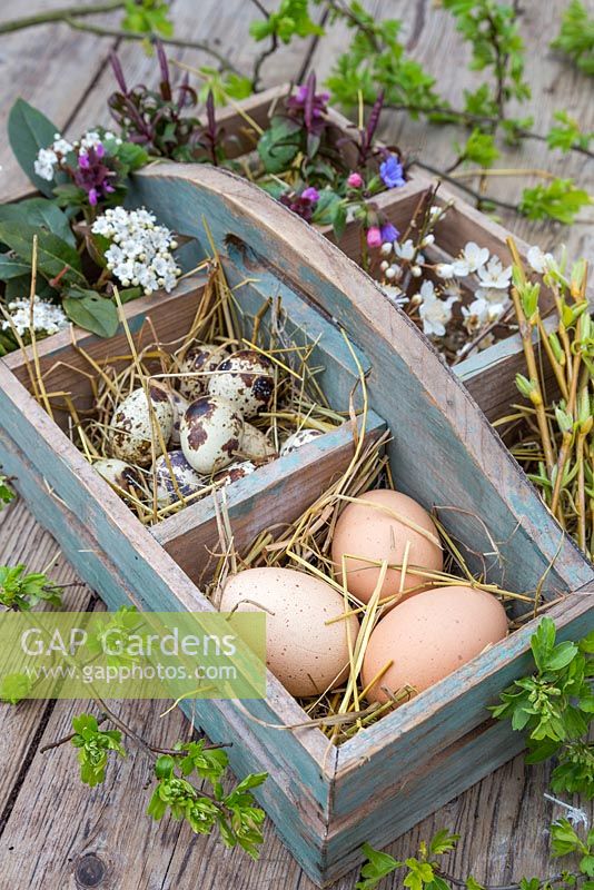 Wooden trug containing Chicken eggs, Quail eggs, Willow branches and blossoming spring foliage