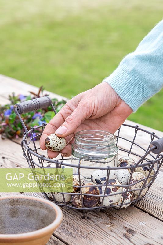 Carefully surround the glass jar with Quail eggs