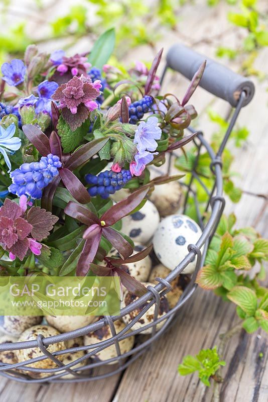 Floral Easter display in a wire basket containing Quail eggs, Pulmonaria, Muscari, Lamium purpureum, Scilla siberica and Hebe, accompanied with fresh spring foliage