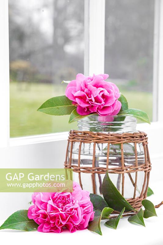 Pink Camellia flowers in vintage glass jar, with a view to the garden