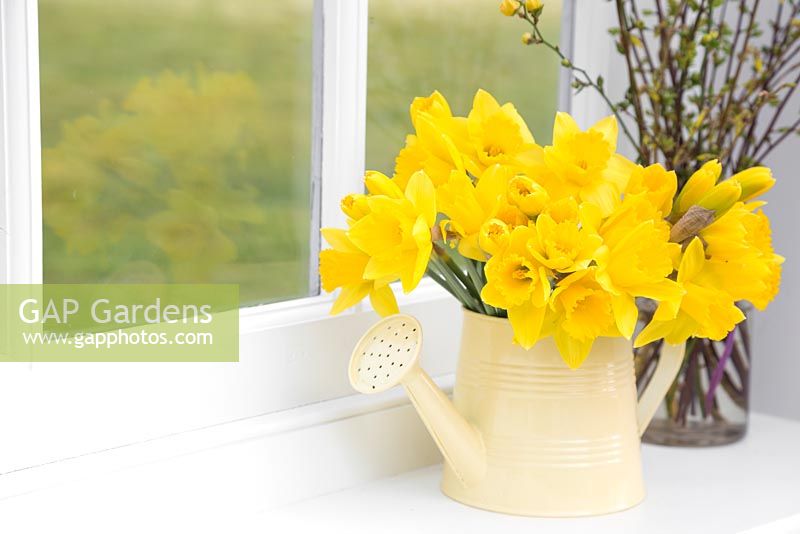 Narcissus in a cream jug with a view to the garden