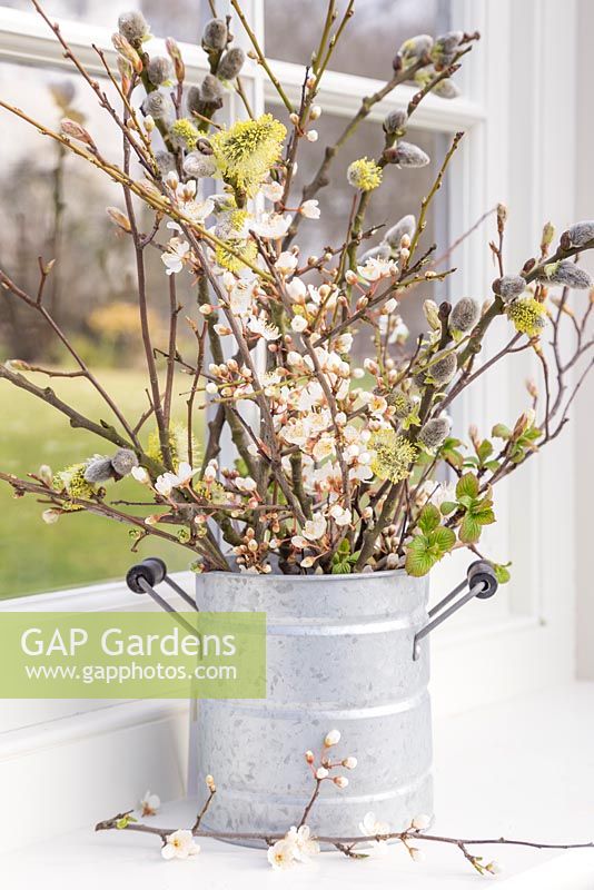 Blossoming spring foliage in a galvanised container, with a view to the garden