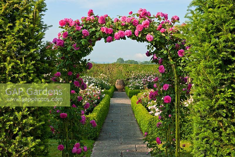 Rosa 'Madame Isaac Periere' formal rose arch 