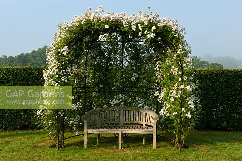 Rosa 'Rambling Rector'.  Rose covered bower arch 