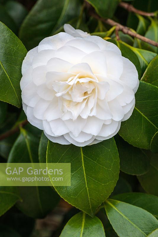 Camellia japonica 'Primavera'. 