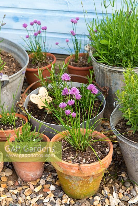 Display of assorted containers with Rosemary, Lavender and chives beside blue shed