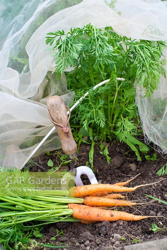 Early summer carrot crop, 'Flyaway F1' harvested from under insect mesh.